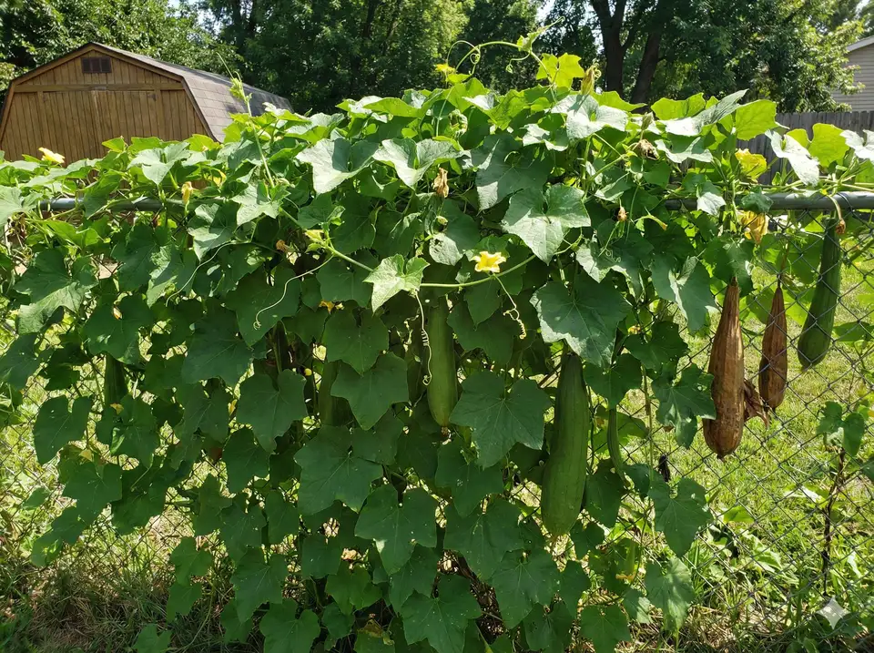 Loofah vines covering fence or wall for privacy