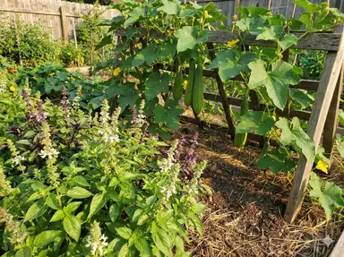 Fragrant basil plants growing alongside luffa vines to repel aphids and attract pollinators