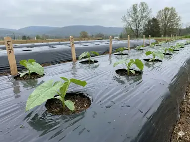 Black plastic mulch warming soil for loofah transplants