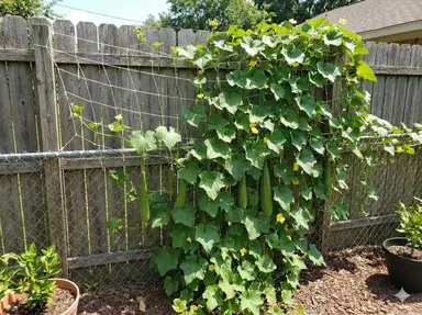 Garden trellis with netting