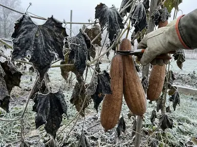 Common mistake: frost damaged luffa vine