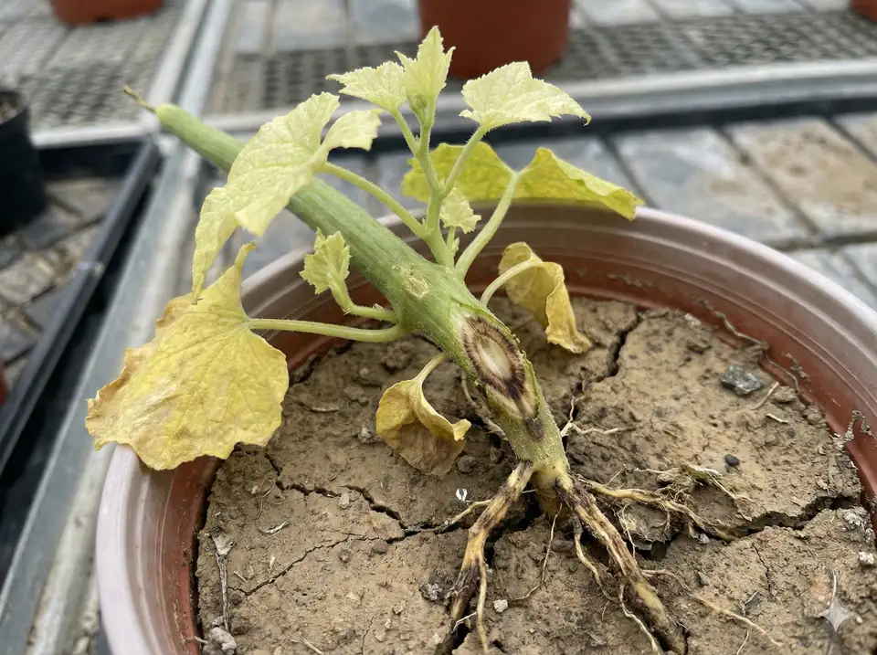 Fusarium root rot causing yellowing and wilting in loofah plant
