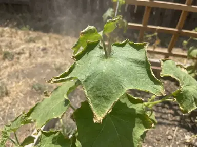 Heat-stressed loofah leaves showing wilting symptoms