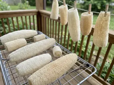 Luffa sponges drying on a rack