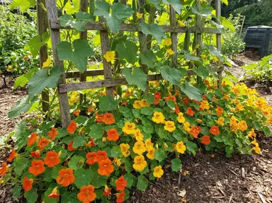 Orange and yellow nasturtium flowers growing at base of luffa trellis as pest-deterrent companions