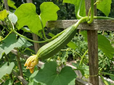 Young green luffa gourd developing on vine after successful pollination