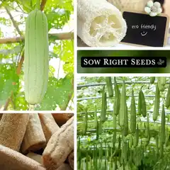 Organic luffa sponge gourd seed packet with heirloom non-GMO seeds spilling out on wooden surface, ready for spring planting in home vegetable garden